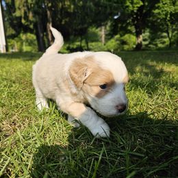 PCP Lucille's Boscoe the Brave Hearted - Cream male Companion Cross puppy in Kimball, Michigan from Perfect Companion Puppies