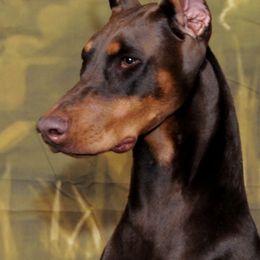 Doberman Pinschers from Trejac Dobermans