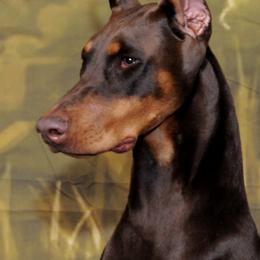 Doberman Pinschers from Trejac Dobermans