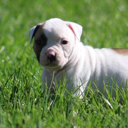 Female 4 - White and red female American Bulldog puppy in Xenia, Ohio from Bingham's Bulldogs LLC