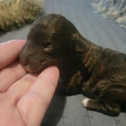 Cocoa - Brown female Poodle puppy in Arkansas from Harper's Pups