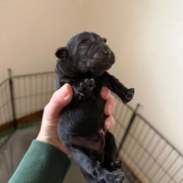 Maroon - Black female Labrador Retriever puppy in Buckley, Washington from Buckley Labradors