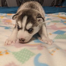 Siberian Husky Puppies from Tranton Kennels