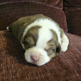 Rose - Red tri-color female Australian Shepherd puppy in Arbela, Missouri from County Line Aussies
