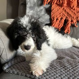 Leia - Parti Female - Parti Poodle puppy in Stanley, Wisconsin from Fanciers' Poodles