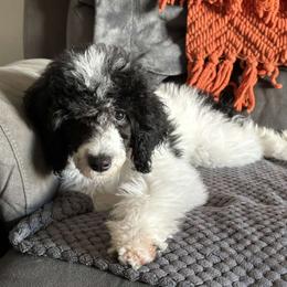 Leia - Parti Female - Parti Poodle puppy in Stanley, Wisconsin from Fanciers' Poodles