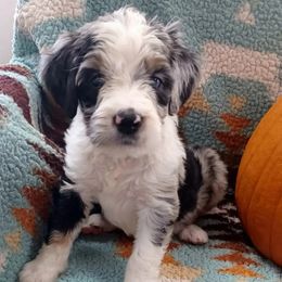 Aussiedoodle, Bernedoodle, Poodle, Shihpoo, and Shih Tzu Puppies from Route 66 Poodles & Doodles, Sapphire Shih-tzu's of Ohio