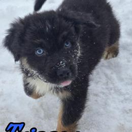 Trigger - Black tri-color male Australian Shepherd puppy in Albion, Michigan from Northern Lights Aussies (NL Aussies)