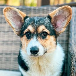 Gemma - Pembroke Welsh Corgi