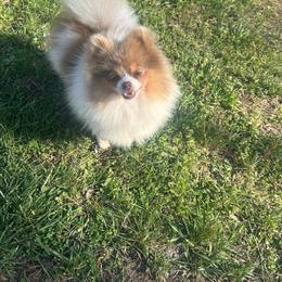 Wisteria - Lavender female Pomeranian puppy in Buck Valley, Pennsylvania from Buck Valley Pomeranians
