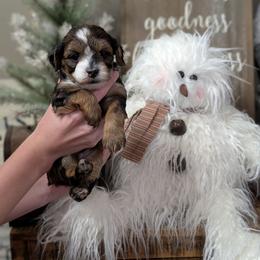 Midnight - Black and tan male Yorkipoo puppy in Coshocton, Ohio from Forever Family Puppies