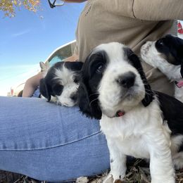 English Springer Spaniel Puppies from Cedar Ridge Kennels