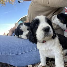 English Springer Spaniel Puppies from Cedar Ridge Kennels