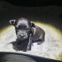 Spade - Sable male Yorkshire Terrier puppy in Laughlin, Nevada from Dani’s Yorkie’s