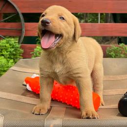 Dark pink - Yellow female Labrador Retriever puppy in Monticello, Georgia from Hollow Meadows Retrievers