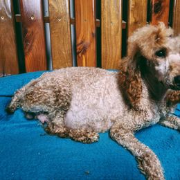 Reba - Poodle