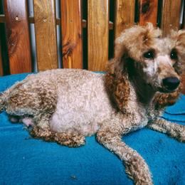 Reba - Poodle