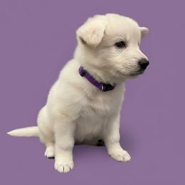Purple Collar   Sephora - White female Berger Blanc Suisse puppy in Rice Lake, Wisconsin from Windswept White Swiss Shepherds