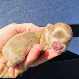 1 - Beaver male Pomeranian puppy in Hooksett, New Hampshire from Granite State Pomeranians