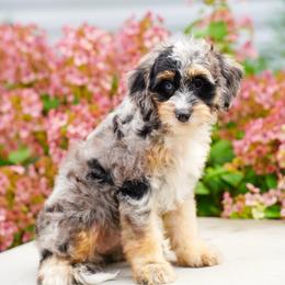 Doona - Blue merle female Bernedoodle puppy in Dundee, Ohio from Down Home Doodle