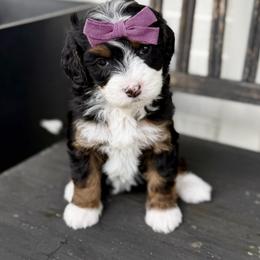 Amethyst- purple collar - Tri-color female Bernedoodle puppy in Salt Lake County, Utah from Coco Avenue Pups