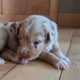 Mia FIFA - Red merle female Australian Shepherd puppy in Solon, Maine from Mountain Range Australian Shepherds