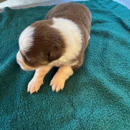 Rose - Red & white female Australian Shepherd puppy in Baker, Florida from Dubose Kennels