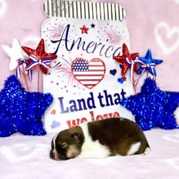 Dark orange Tri boy - Tri-colored male Pomeranian puppy in Princeton, New Jersey from PureLove Poms.