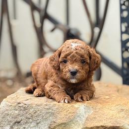 Baron - Red  male Goldendoodle puppy in Wharton, Texas from Little Fur Friends