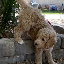 Australian Cobberdog Puppies from Mud Pies Australian Cobberdogs