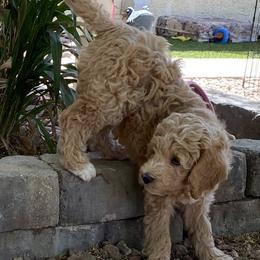 Australian Cobberdog Puppies from Mud Pies Australian Cobberdogs