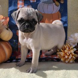 Fawn Boy (orange toe) - Fawn male Pug puppy in Tulsa, Oklahoma from Locust Creek Pugs
