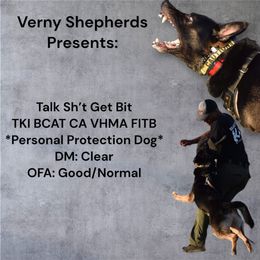 Tucket - German Shepherd