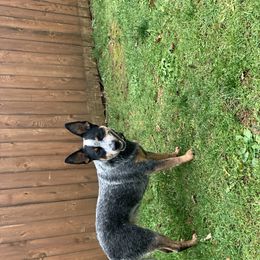 Juniper - Australian Cattle Dog