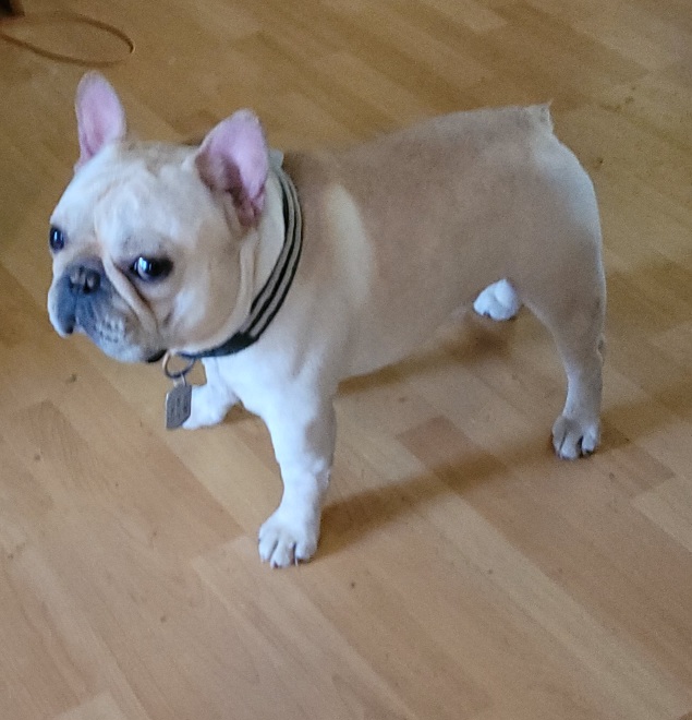 Bulldogs and French Bulldogs from Scott's Bulldogs
