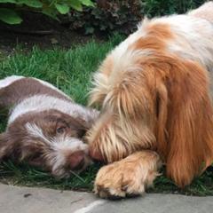 Spinoni Italiani from Collina d'Oro Spinoni