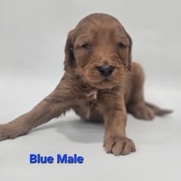 Druzy - Blue Collar Male - Red  male Goldendoodle puppy in Mocksville, North Carolina from Hunting Creek Farm & Kennel