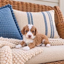Pumpkin - Red male Cavapoo puppy in Floyd, Virginia from Hearts and Paws Poodles and Doodles