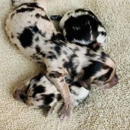 Dachshund Puppies from Meldox