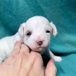 Pearl - White female Maltipoo puppy in Mabelvale, Arkansas from Durham's Designer Poos