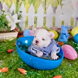 Cooper - White and buff male Bichon Frise puppy in Lavon, Texas from Sissy’s Heavenly Paws