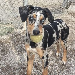 Catahoula Leopard Dogs from Path Valley Catahoulas