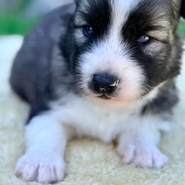 Rodeo - Agouti and white male Siberian Husky puppy in Corvallis, Montana from Double H Siberians