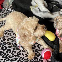 Cavapoos from Stephanie’s House of Poos
