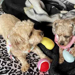 Cavapoos from Stephanie’s House of Poos