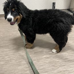 Bernese Mountain Dog Puppies from Bastian Mountain Dogs