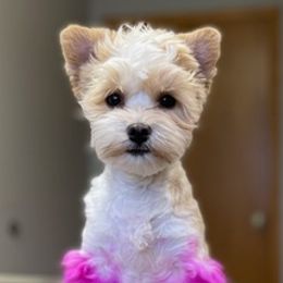Havanese from Thunder Alley Kennels LLC