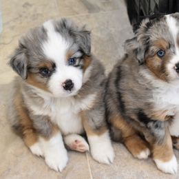 Miniature American Shepherd, Miniature Australian Shepherd, and Toy Australian Shepherd Puppies from Shooting Stars Ranch Toy and Mini Aussies