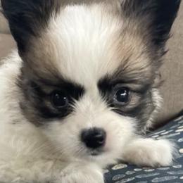 Papillons and Shetland Sheepdogs from Lucky Pups