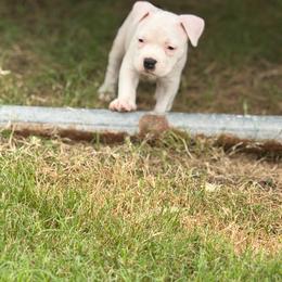 Secretariat - Black tri-color female American Bully puppy in Princeton, Texas from District 12 Kennels